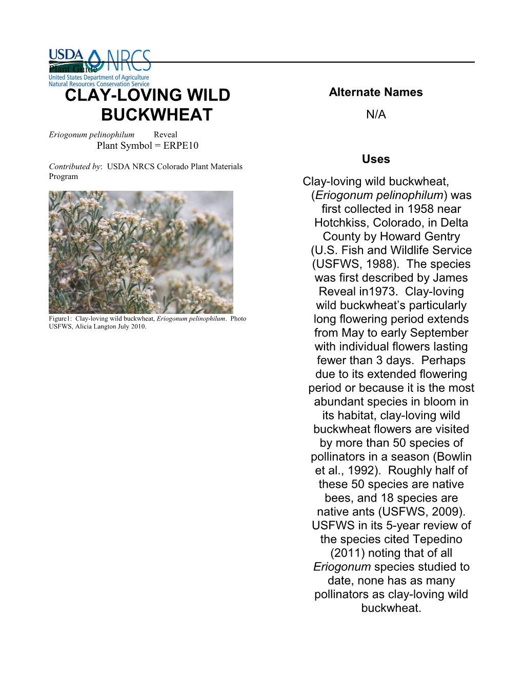 Clay-Loving Wild Buckwheat (Eriogonum Pelinohilum) Plant Guide