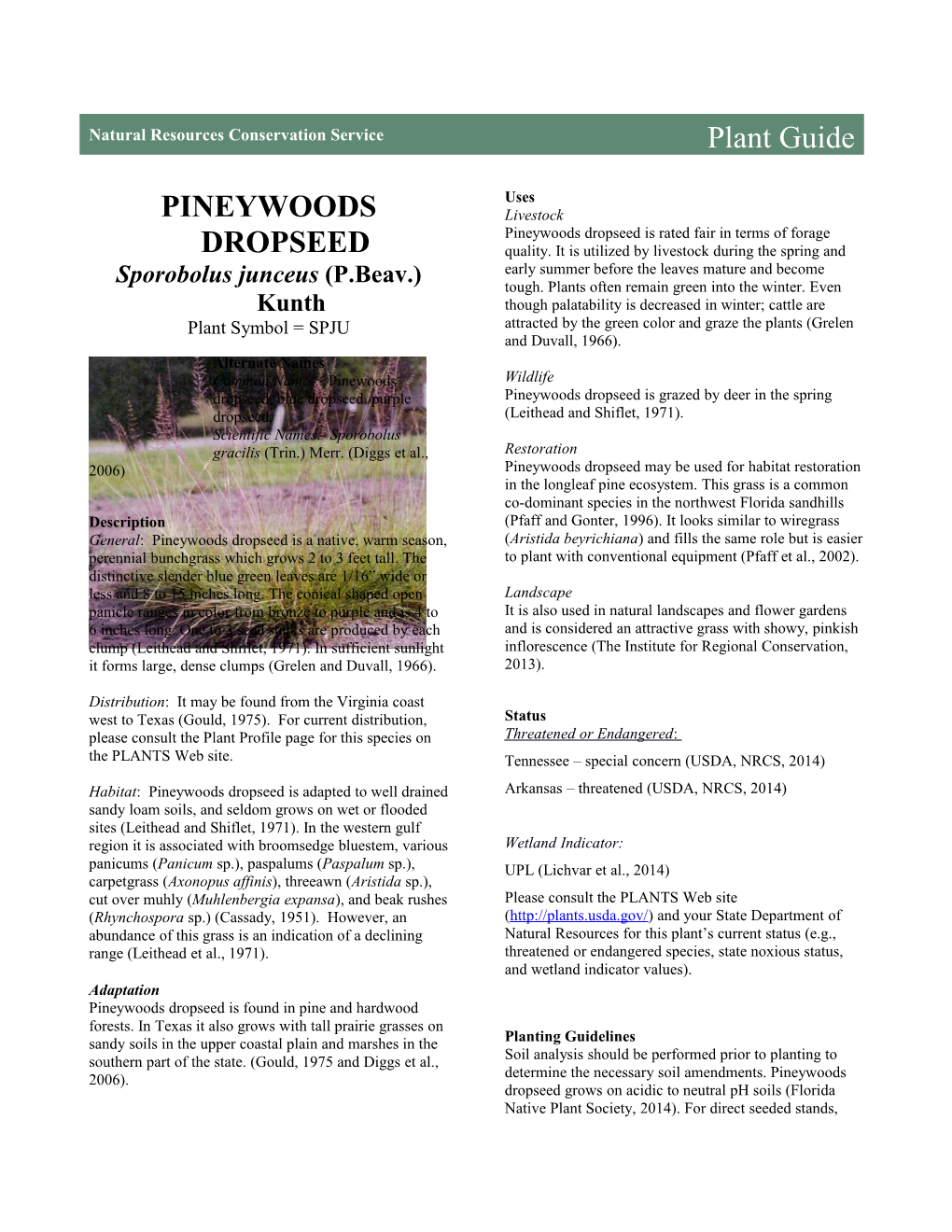 Pineywoods Dropseed (Sporobolus Junceus) Plant Guide