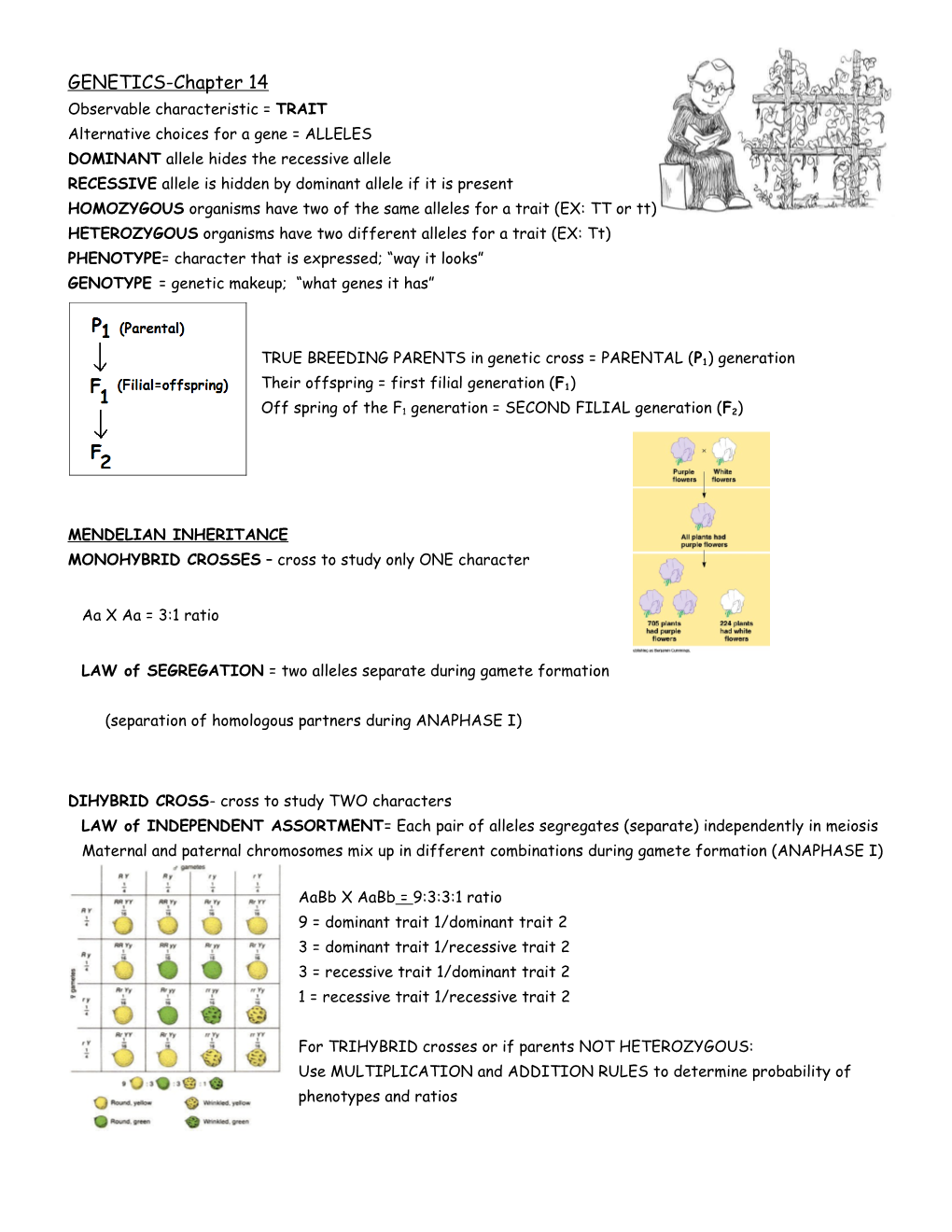 GENETICS-Chapter 14 Observable Characteristic = TRAIT Alternative Choices for a Gene =