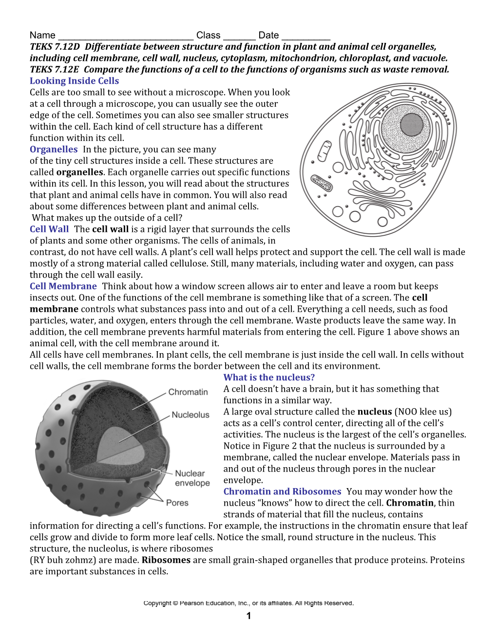 TEKS 7.12Ddifferentiate Between Structure and Function in Plant and Animal Cell Organelles