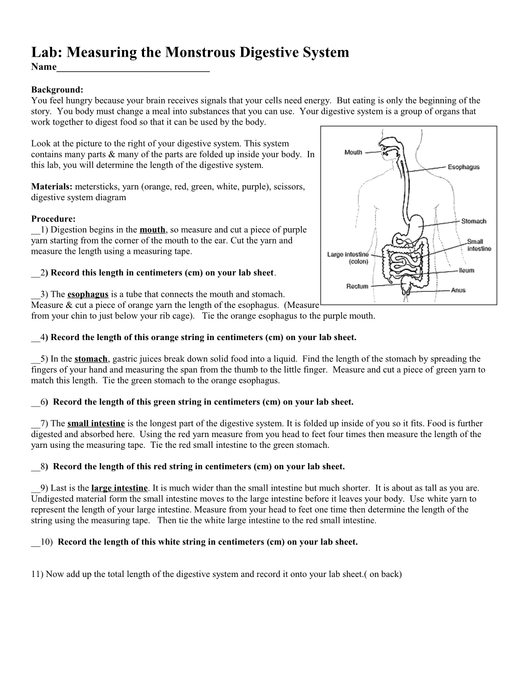 Lab: Measuring the Monstrous Digestive System