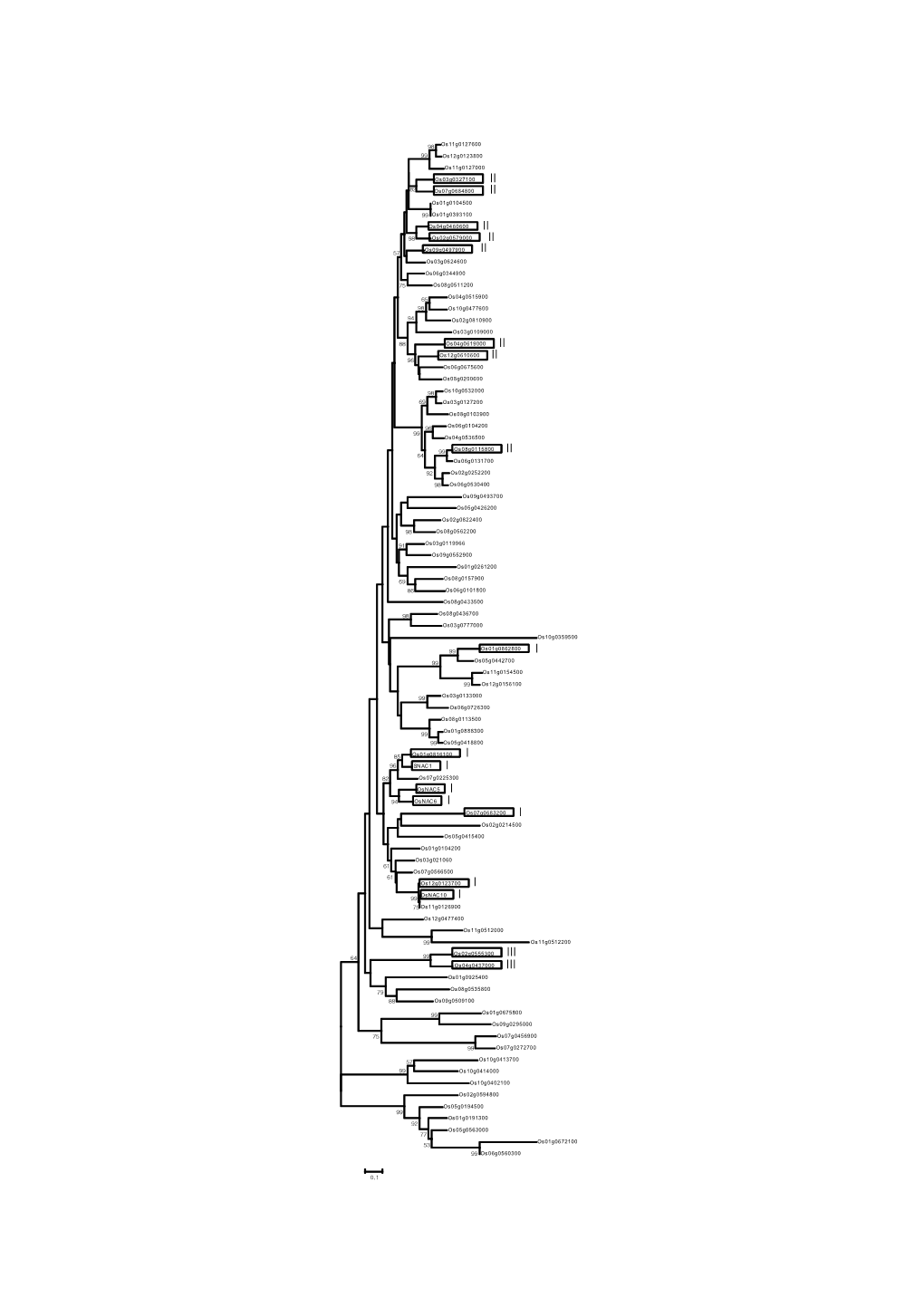 Supplemental Figure S1. Phylogenic Relationship of Ricenac Family