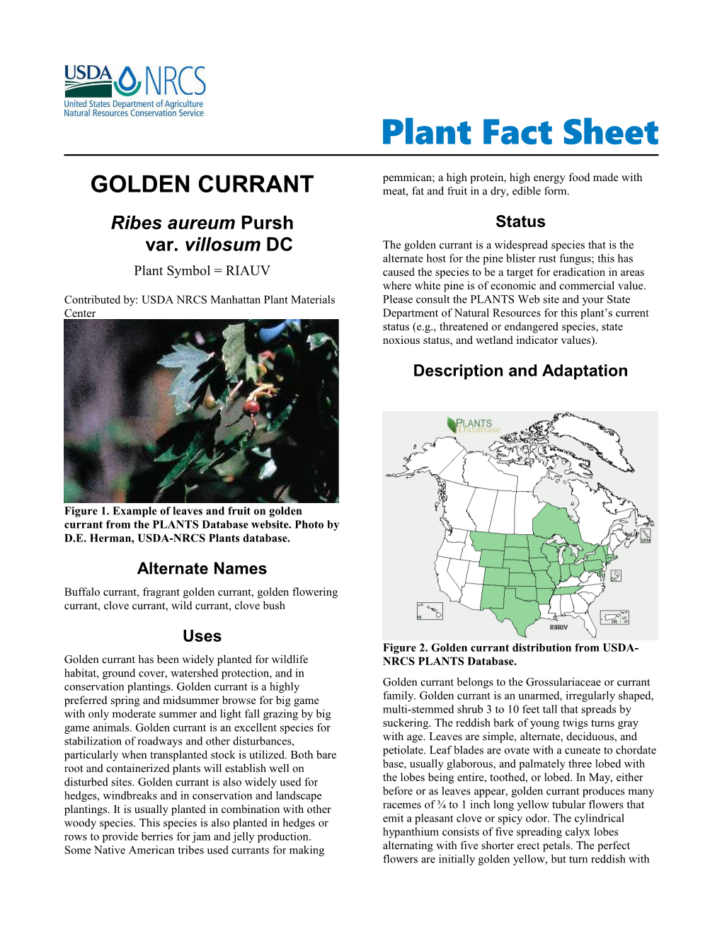 Golden Currant (Ribes Aureum) Plant Fact Sheet