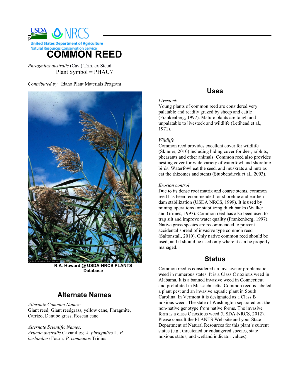 Plant Guide for Common Reed (Phragmites Australis)