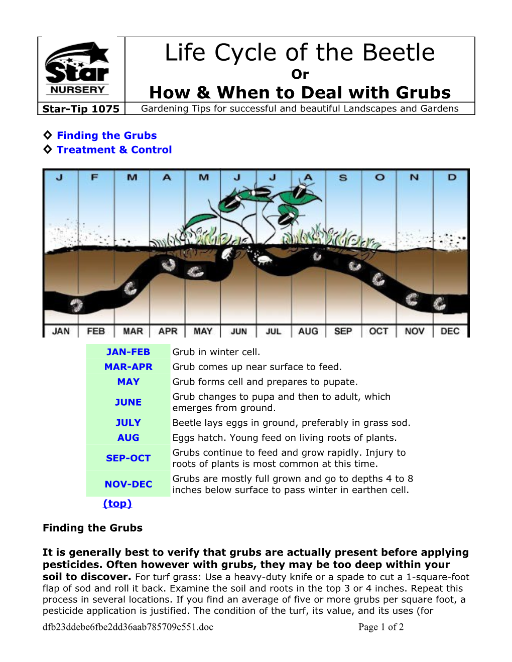 Life Cycle of the Japanese Beetle