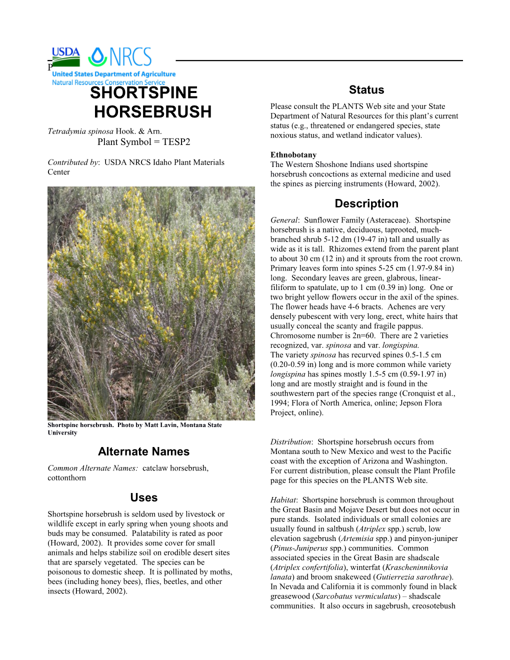 Plant Guide for Shortspine Horsebrush (Tetradymia Spinosa)