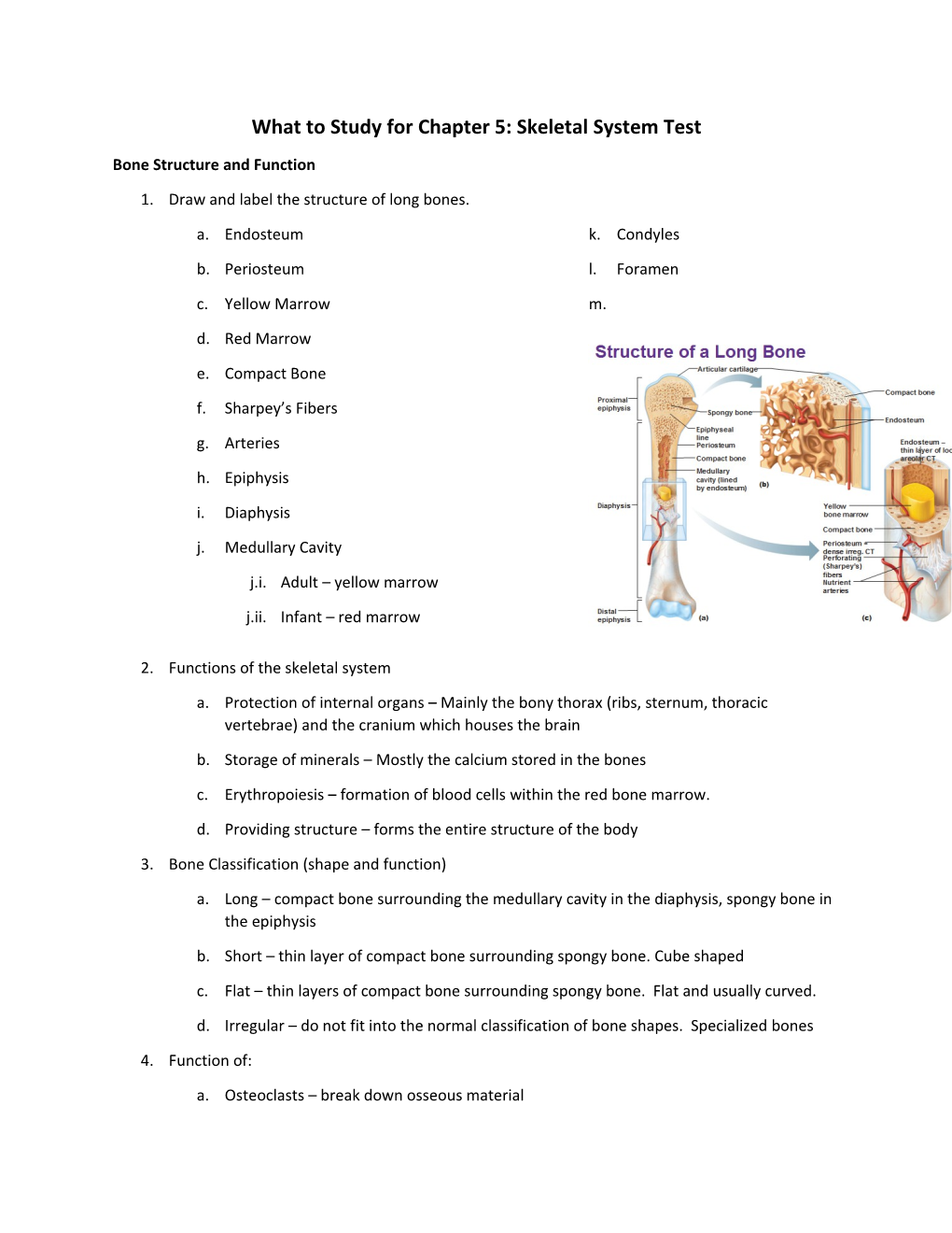 What to Study for Chapter 5: Skeletal System Test