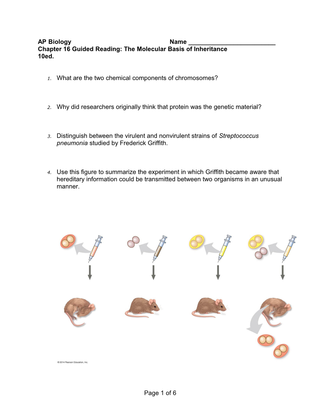 Chapter 16 Guided Reading: the Molecular Basis of Inheritance