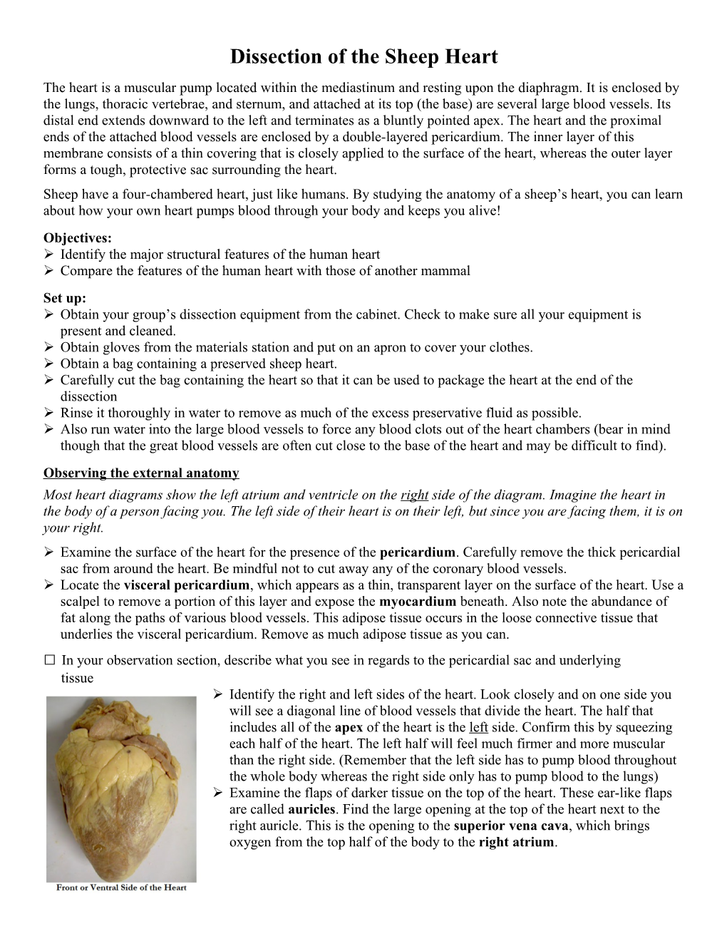 Dissection of the Sheep Heart