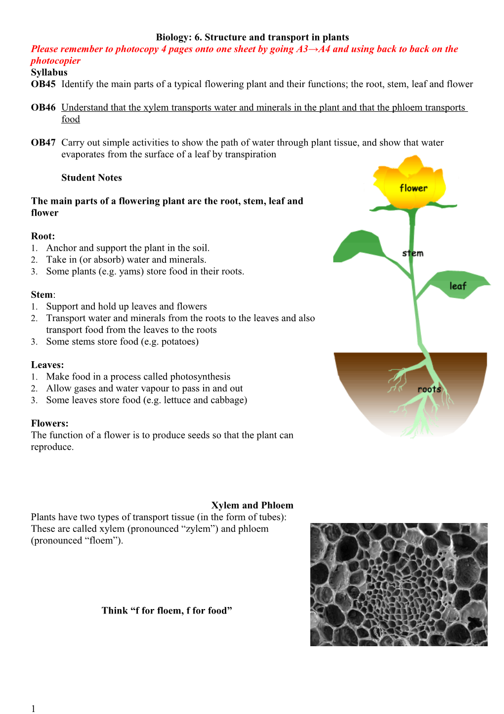 Biology: 6. Structure and Transport in Plants