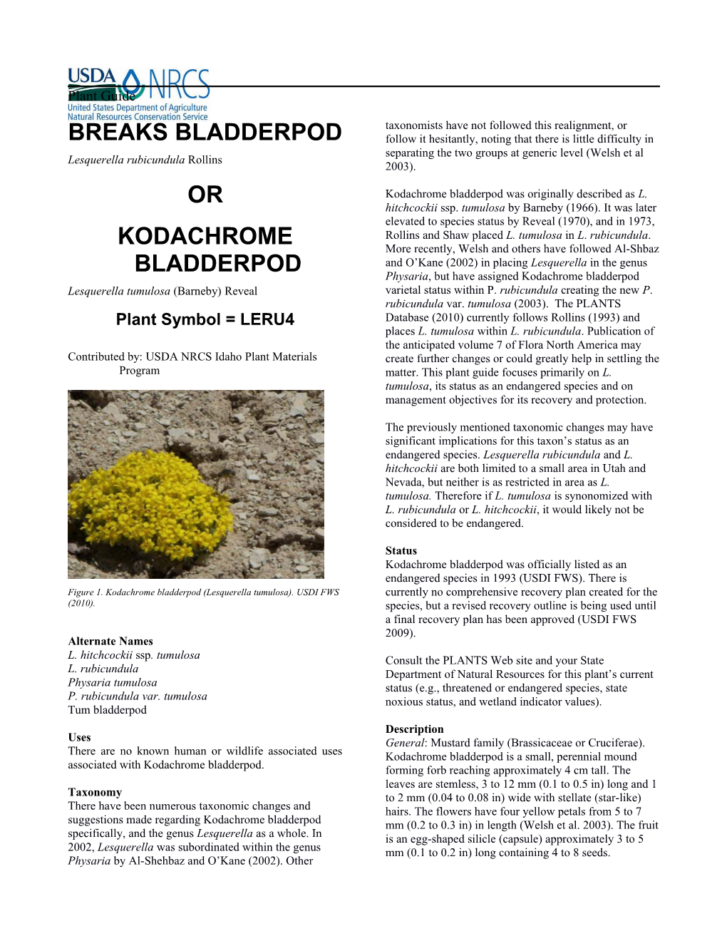 Plant Guide for Breaks Bladderpod (Lesquerella Rubicundula) Or Kodachrome Bladderpod