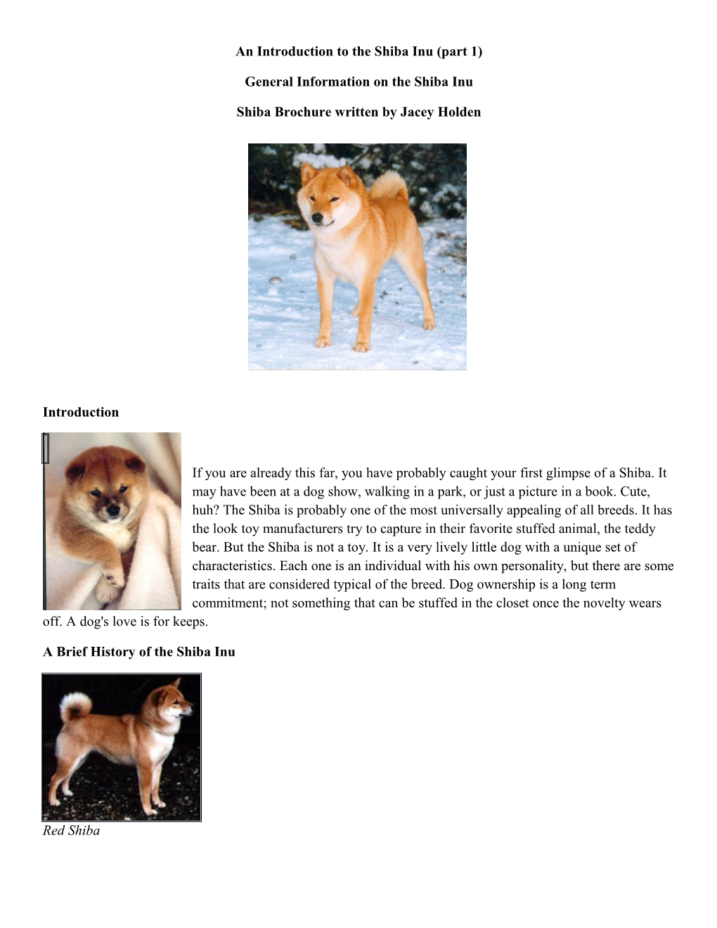 An Introduction to the Shiba Inu (Part 1)