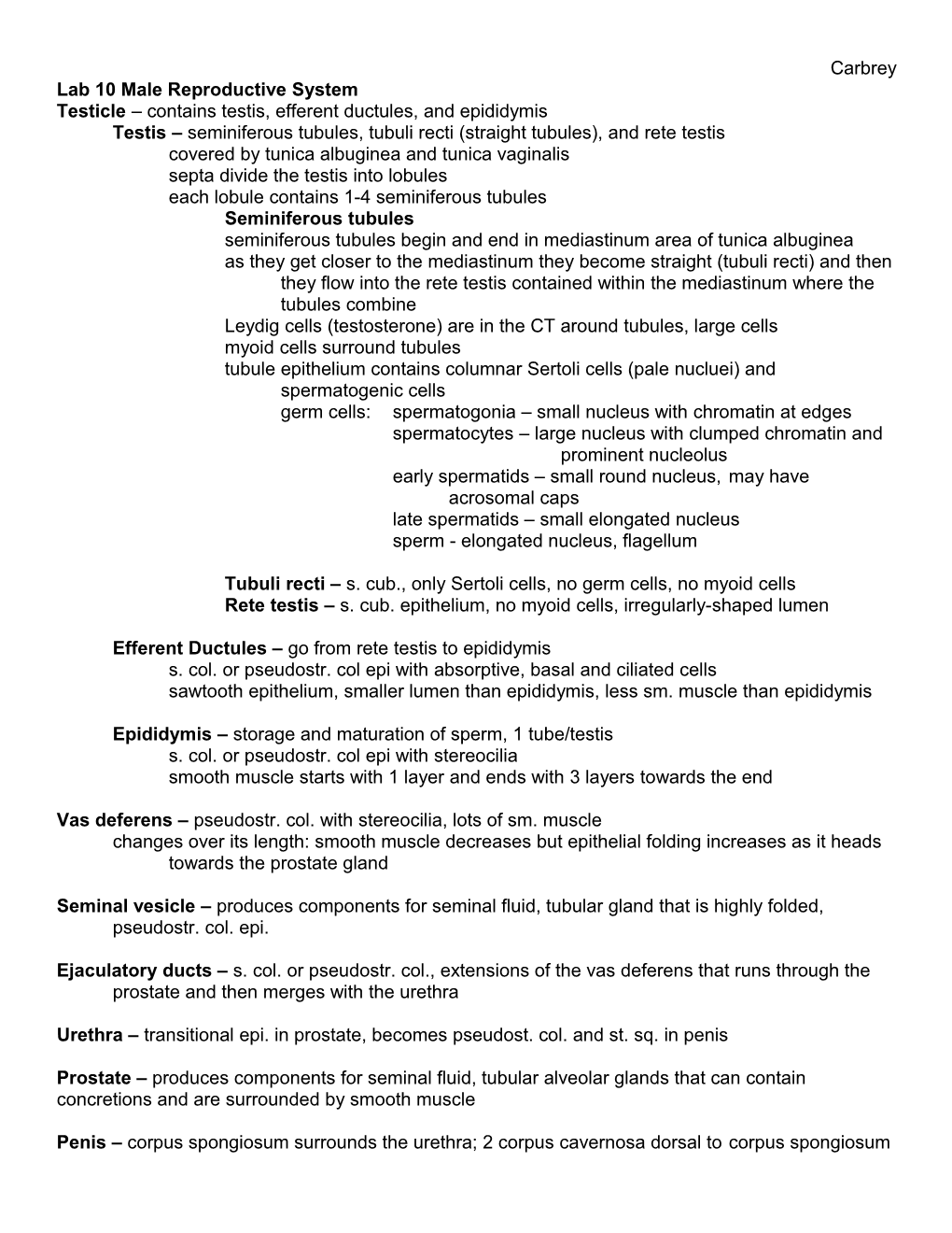 Lab 10 Male Reproductive System