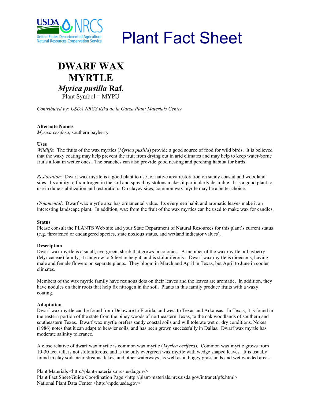 Dwarf Wax Myrtle