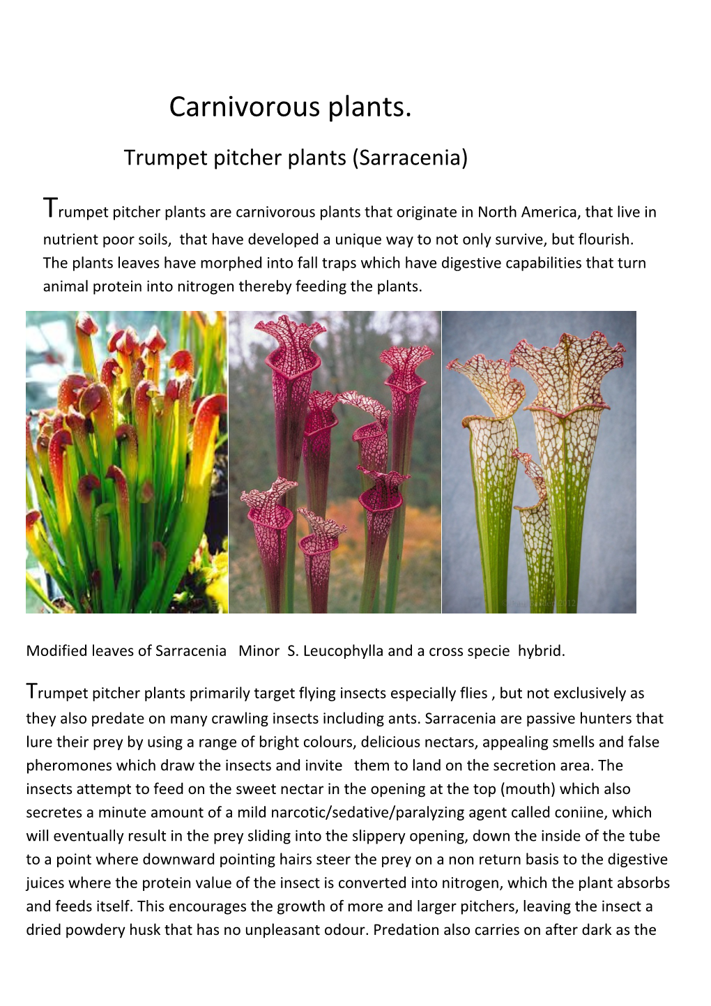 Trumpet Pitcher Plants (Sarracenia)