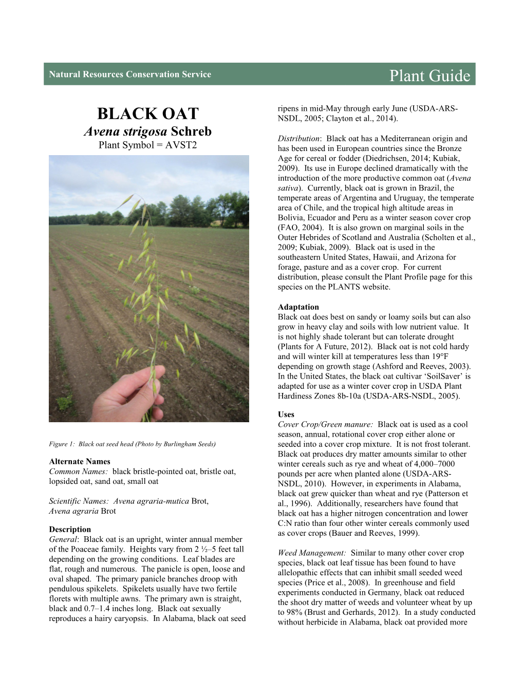 Black Oat (Avena Strigosa) Plant Guide