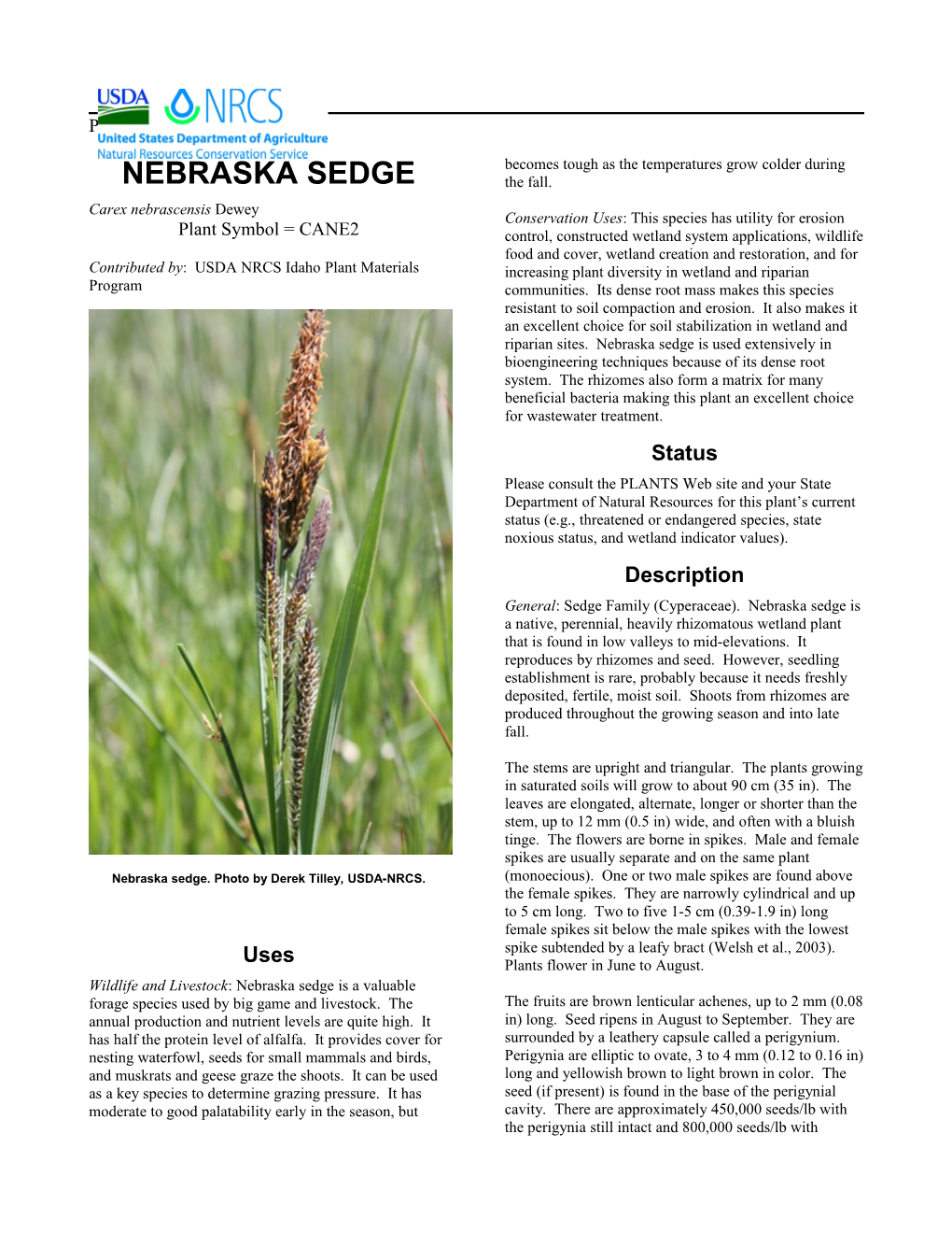 Plant Guide for Nebraska Sedge (Carex Nebrascensis)