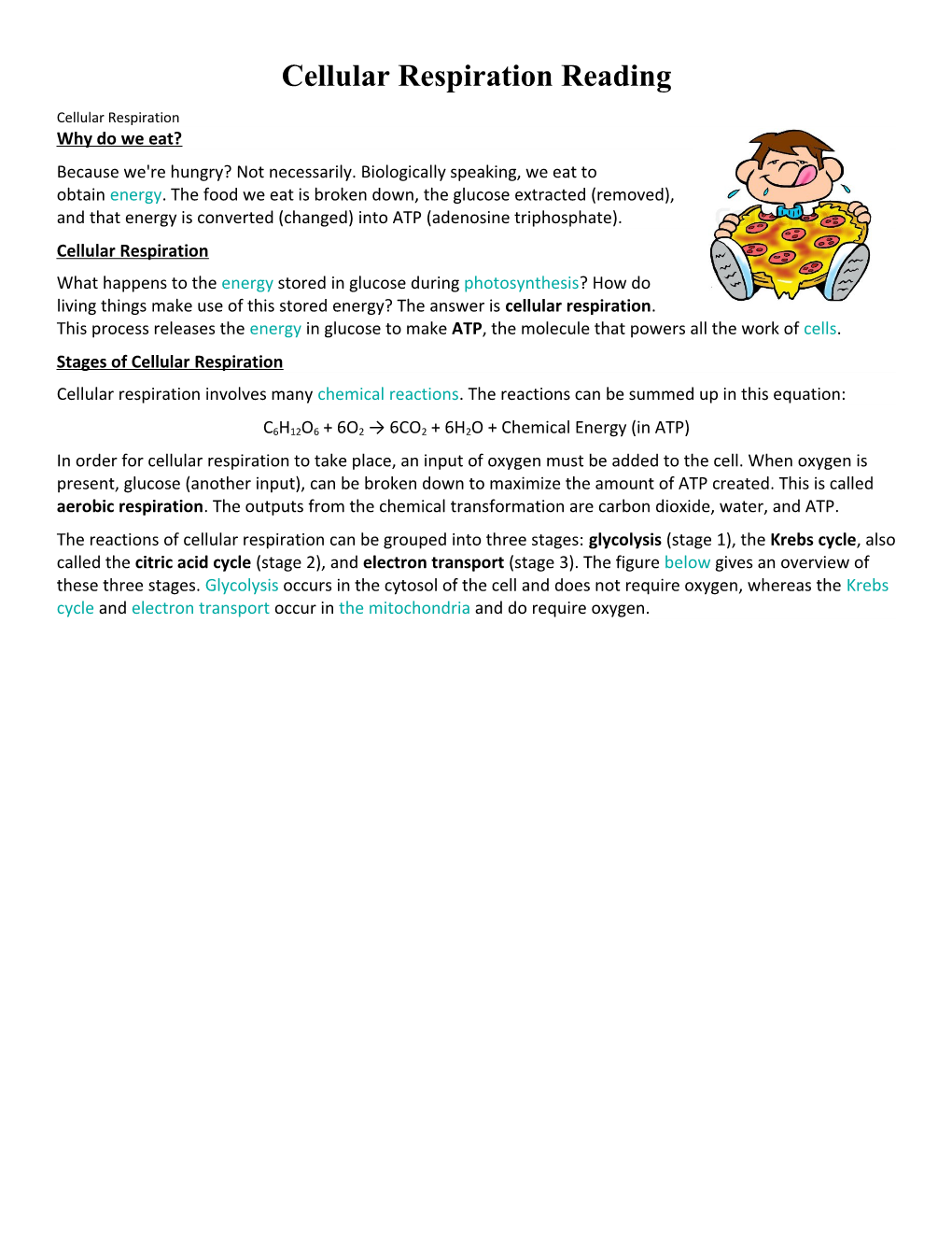 Cellular Respiration Reading