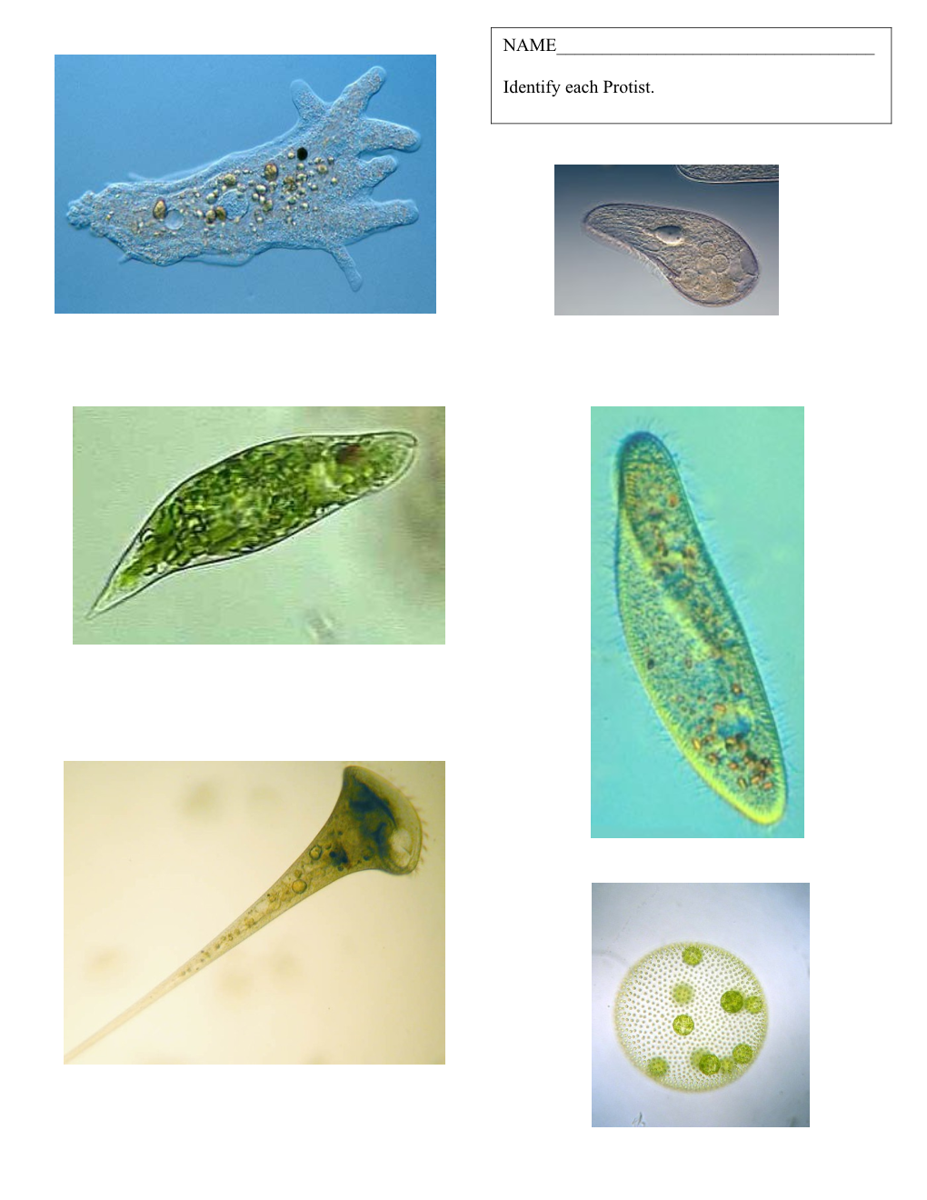 Paramecium Are Unicellular Protozoans Classified in the Phylum Ciliophora (Pronounced