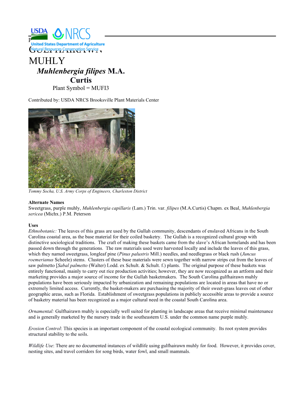 Plant Guide for Gulfhairawn Muhly