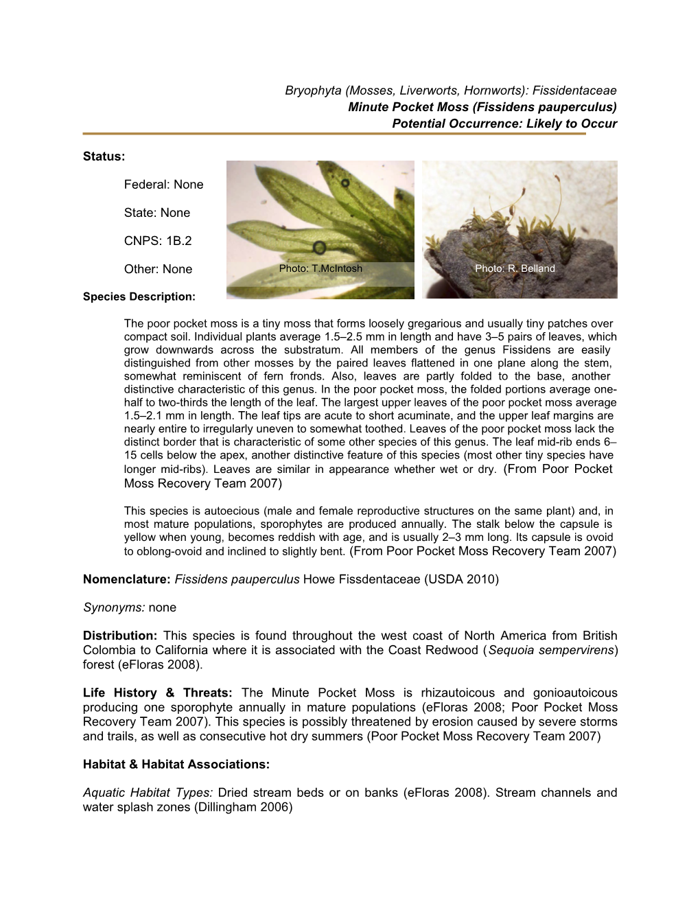 Minute Pocket Moss (Fissidens Pauperculus)