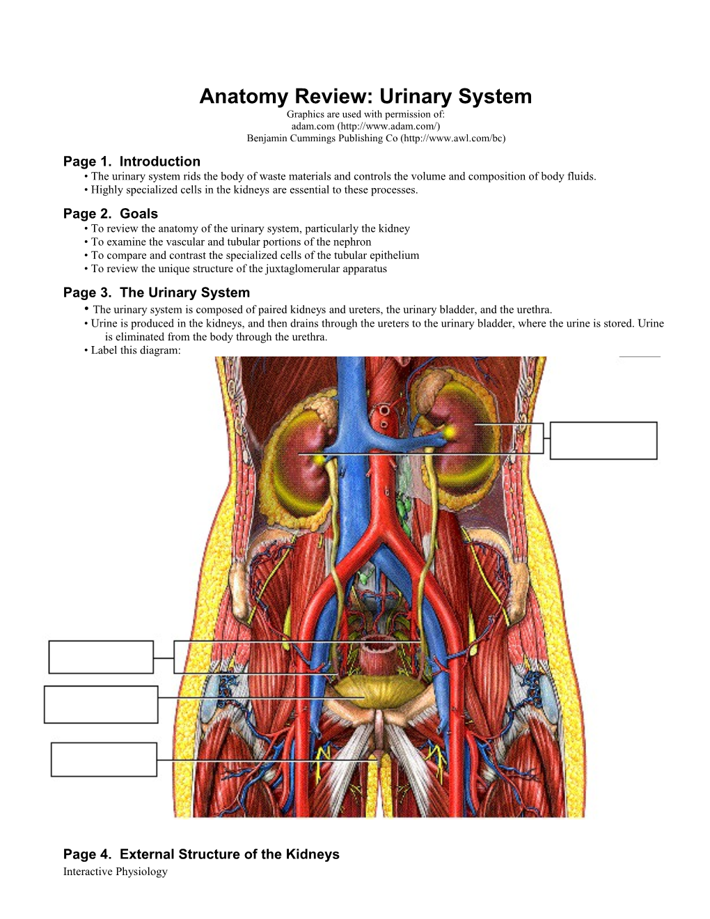 Anatomy Review: Urinary System