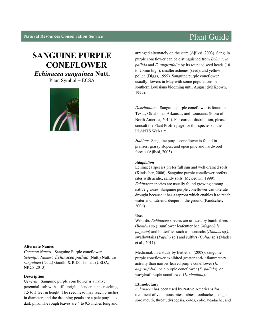Sanguine Purple Coneflower (Echinacea Sanguinea) Plant Guide