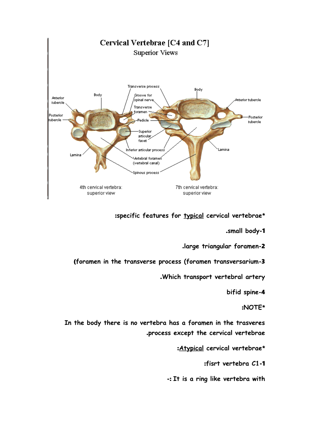 Cervical Vertebrae (Cervical Column)