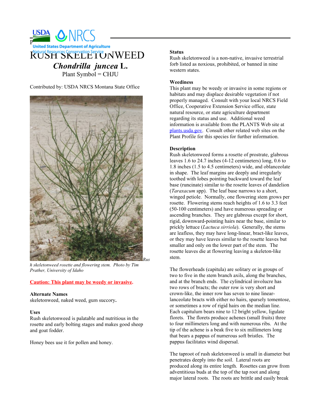 RUSH SKELETONWEED Plant Guide