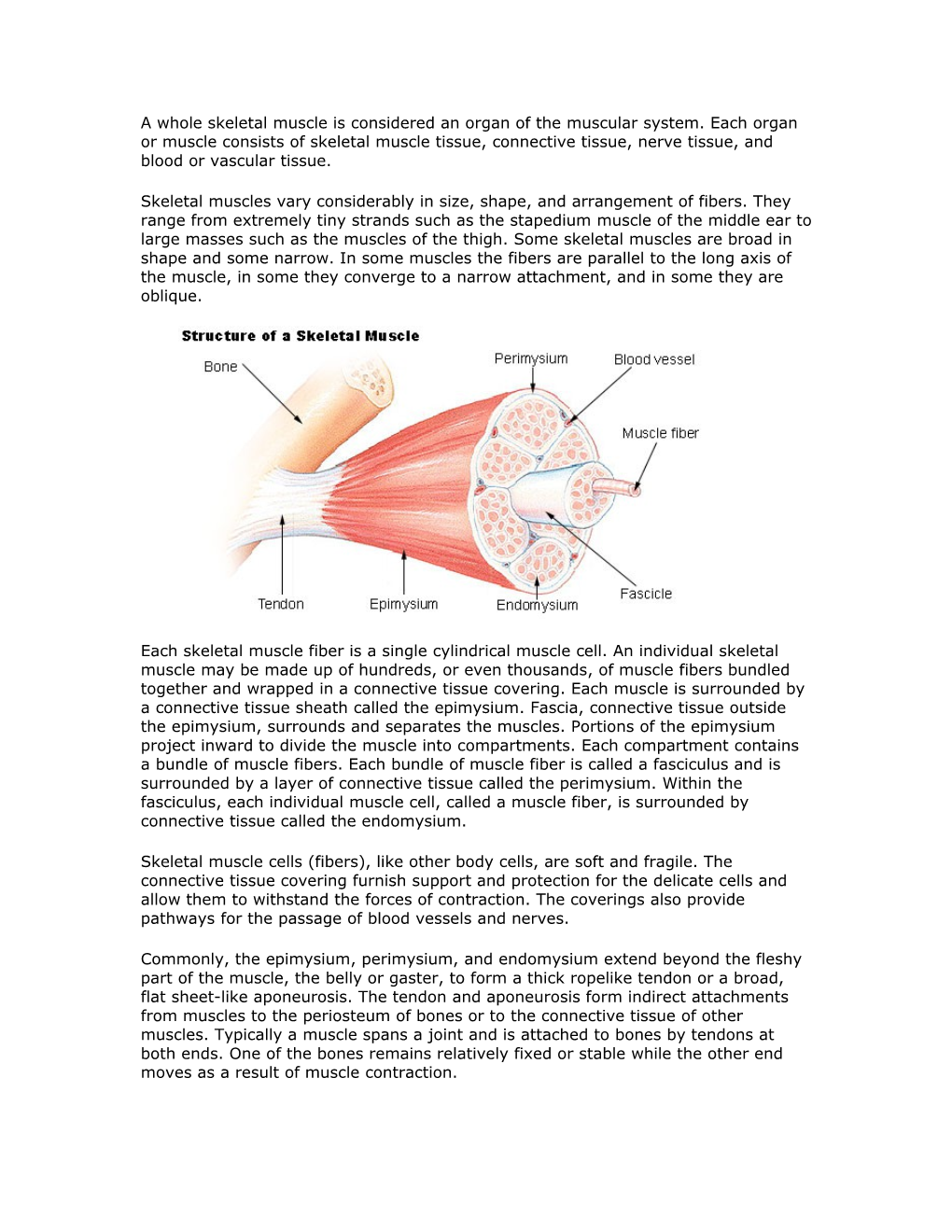 A Whole Skeletal Muscle Is Considered an Organ of the Muscular System