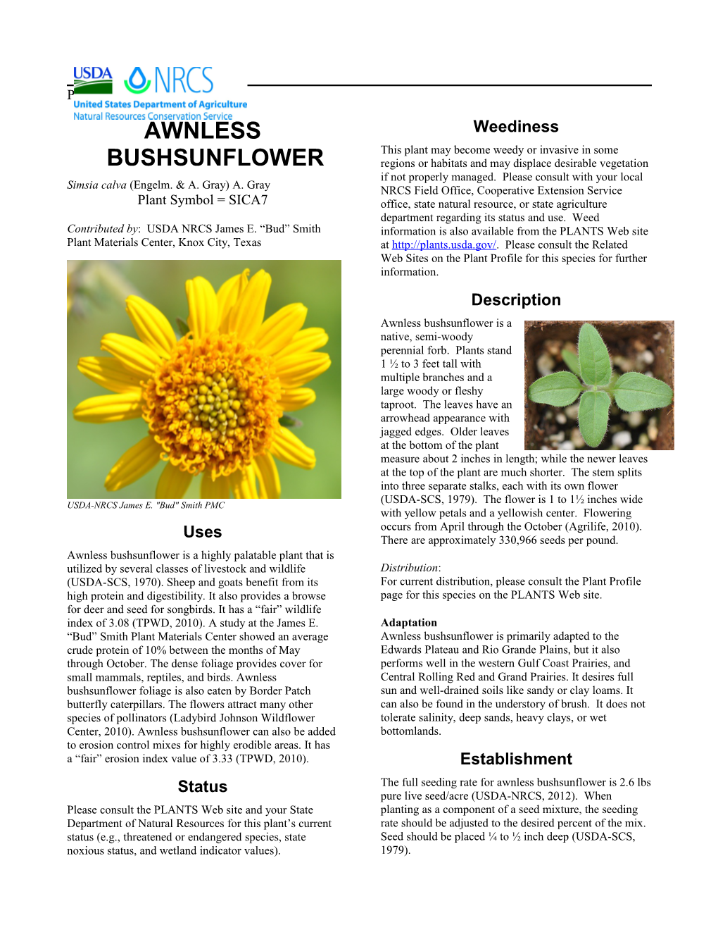 Awnless Bushsunflower (Simisa Calva) Plant Guide