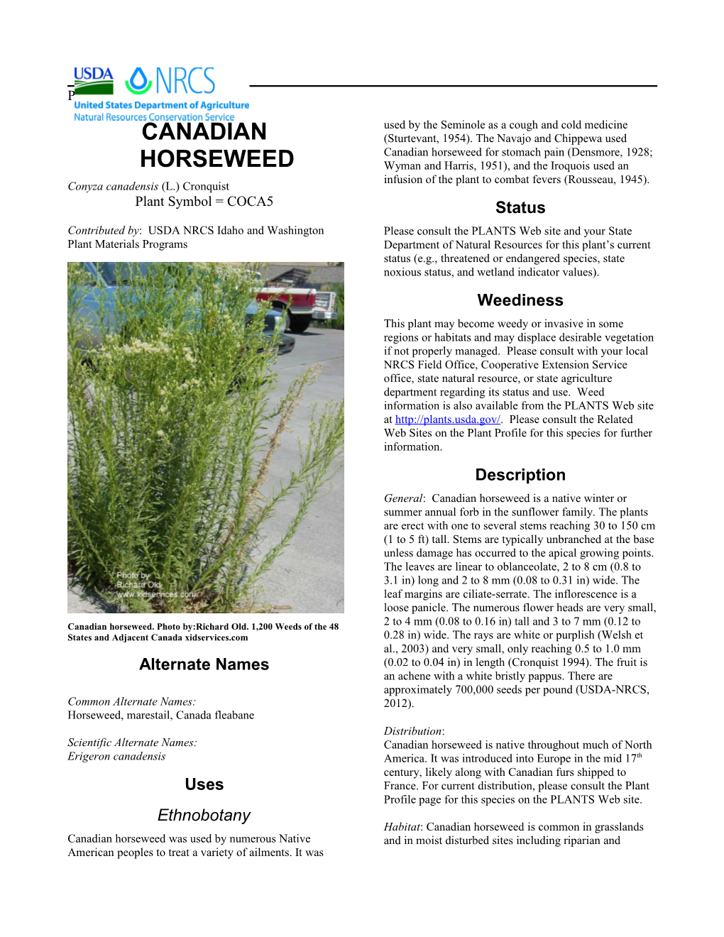 Plant Guide for Canadian Horseweed (Conyza Canadensis)