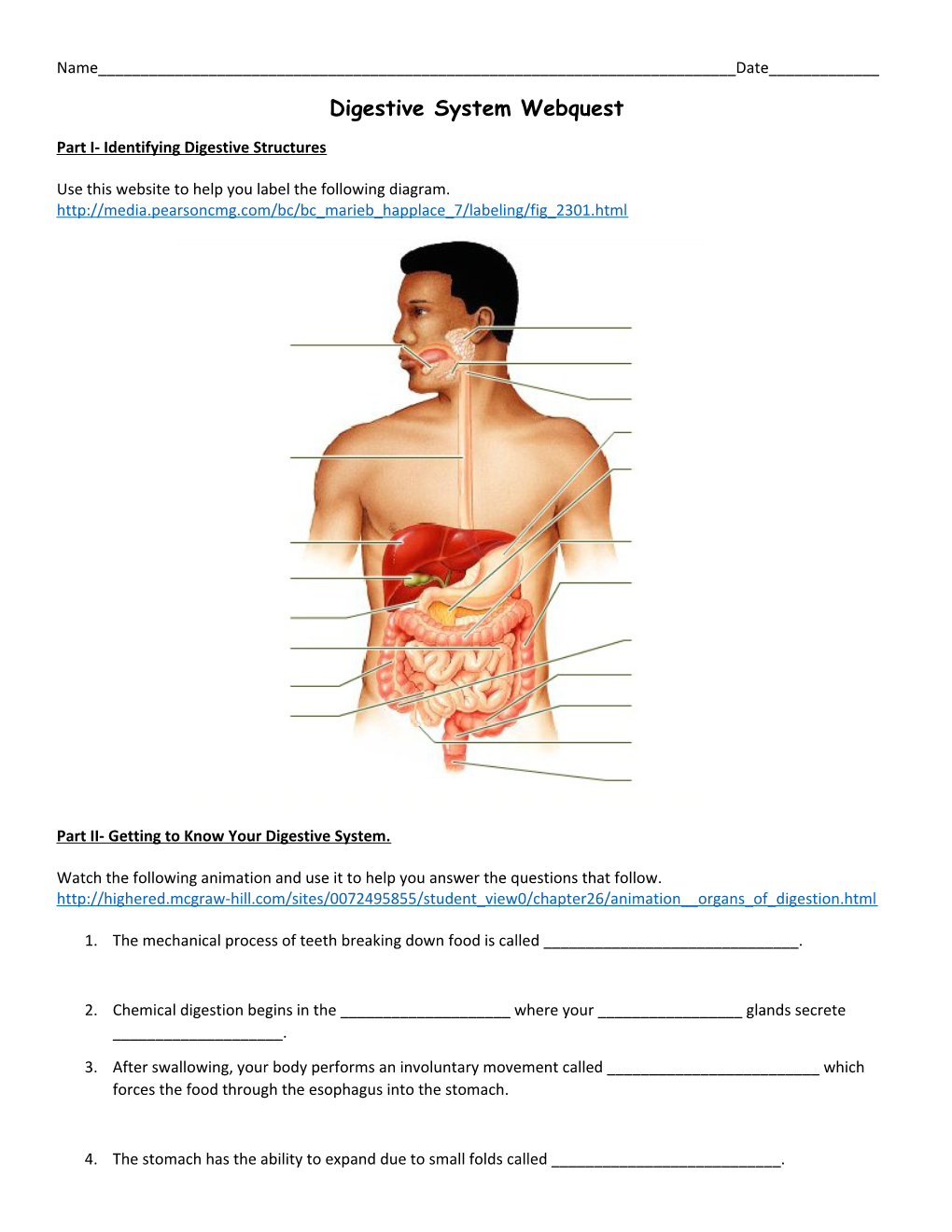 Part I- Identifying Digestive Structures