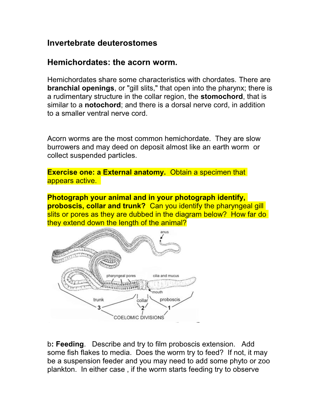 The Dorsal Nerve Cord Is Supported by a Muscularized Rod, Or Notochord