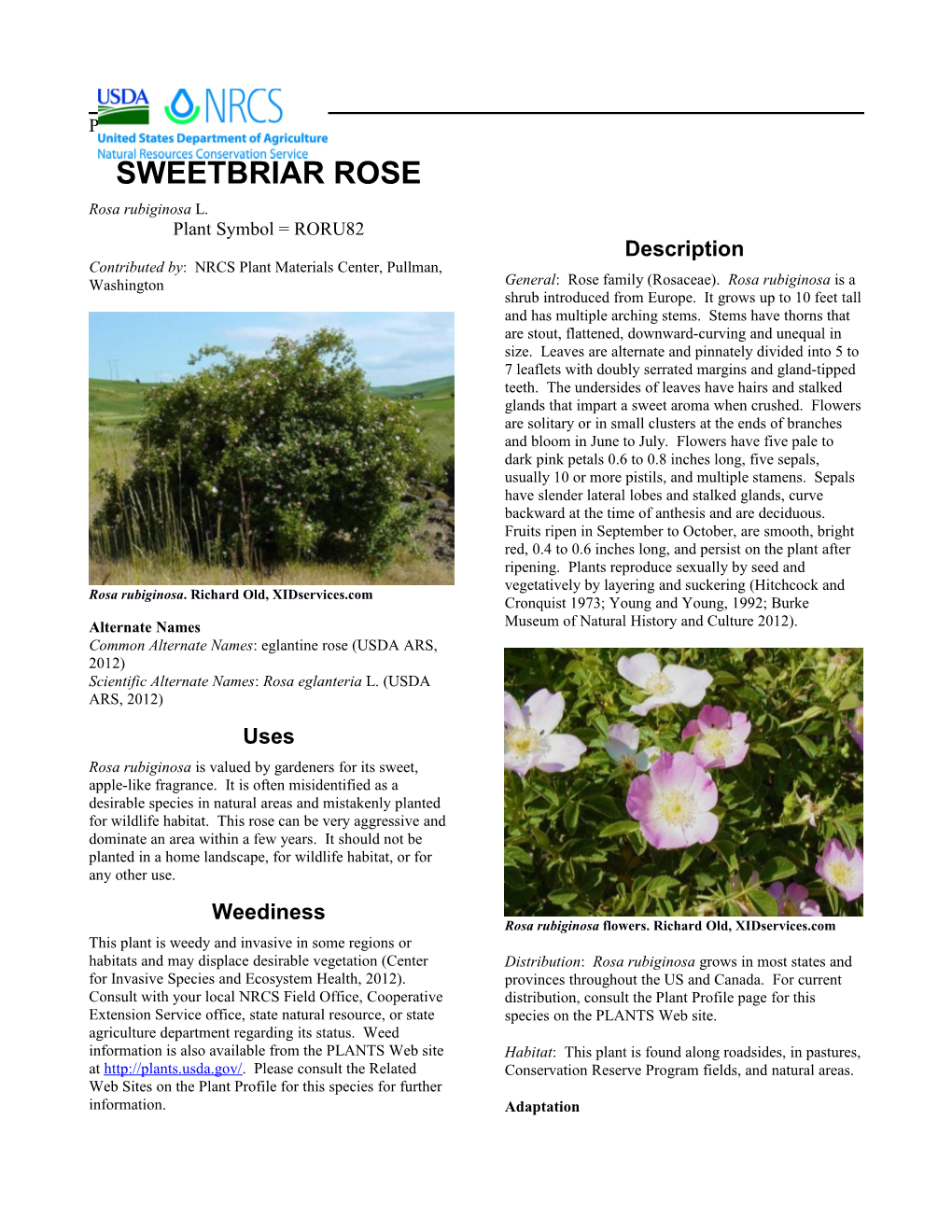 Sweetbriar Rose Plant Guide