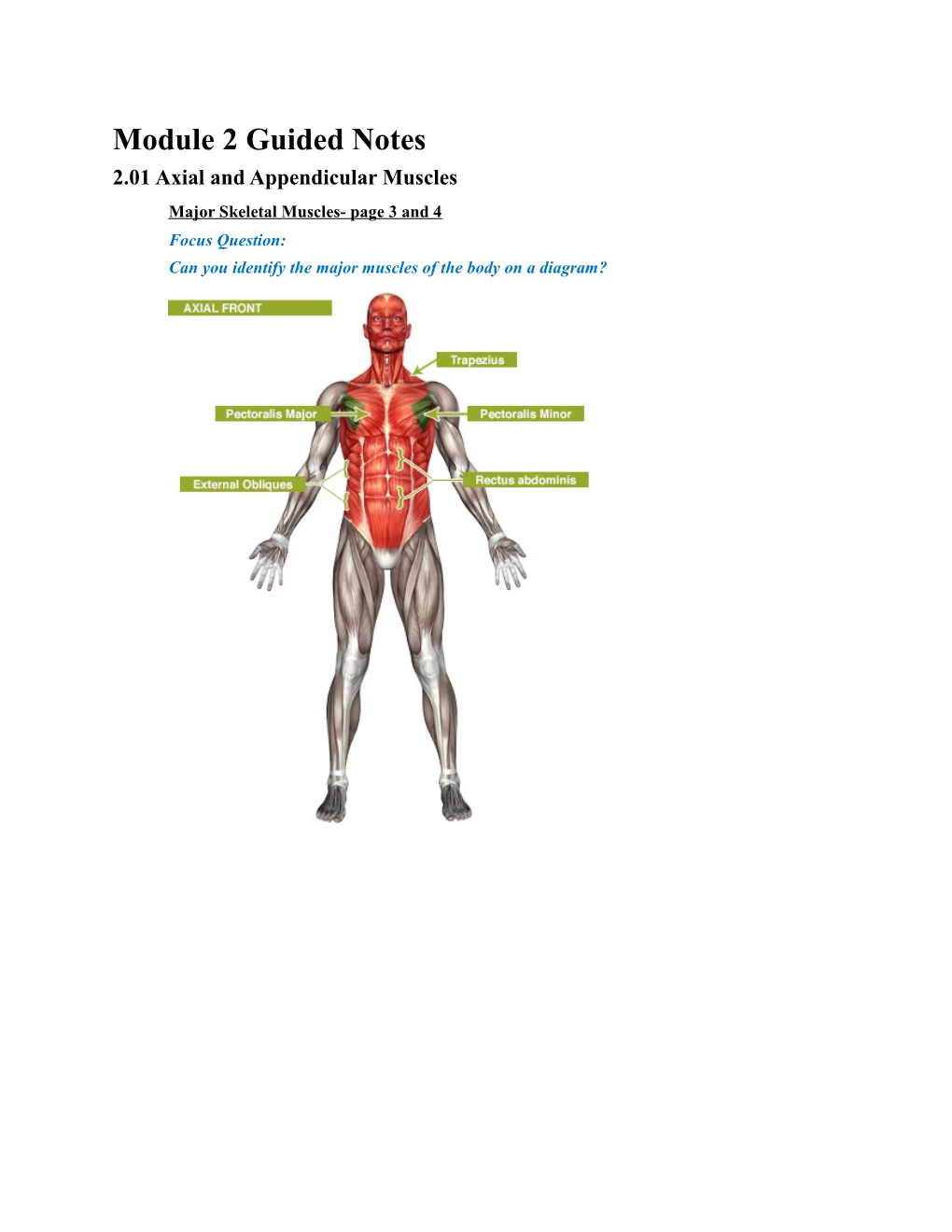 2.01 Axial and Appendicular Muscles