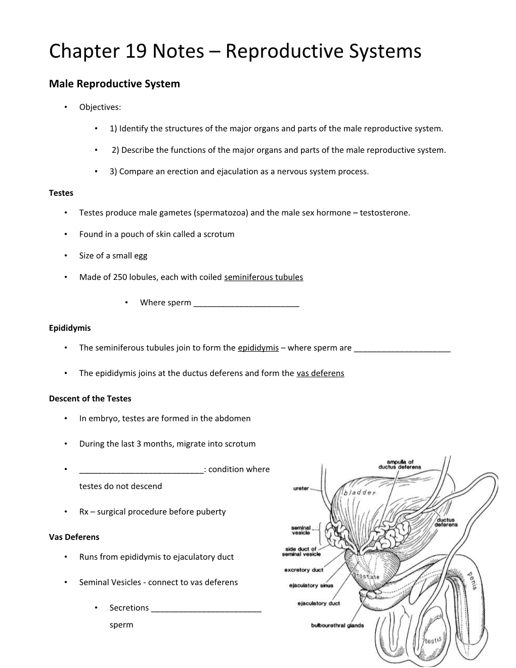 Chapter 19 Notes Reproductive Systems