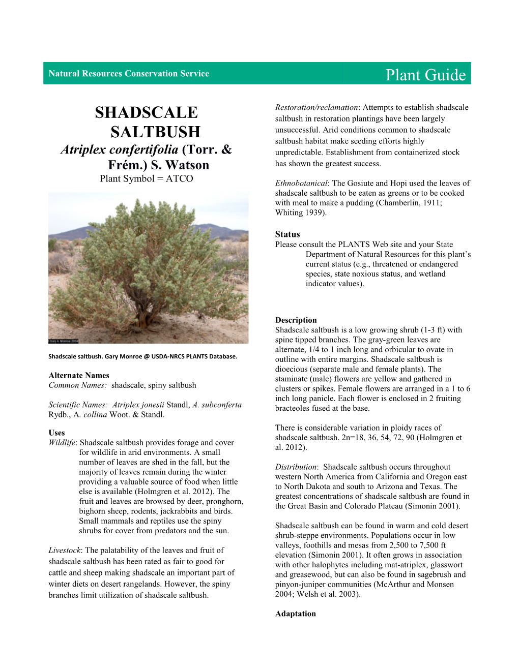 Plant Guide for Shadscale Saltbush (Atriplex Confertifolia)