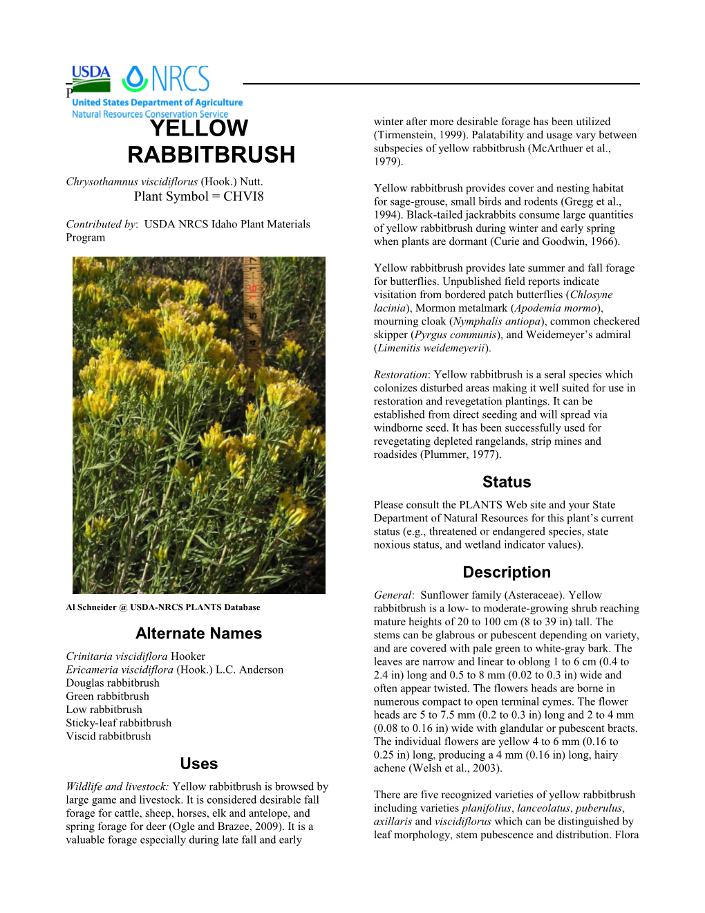 Plant Guide for Yellow Rabbitbrush (Chrysothamnus Viscidiflorus)