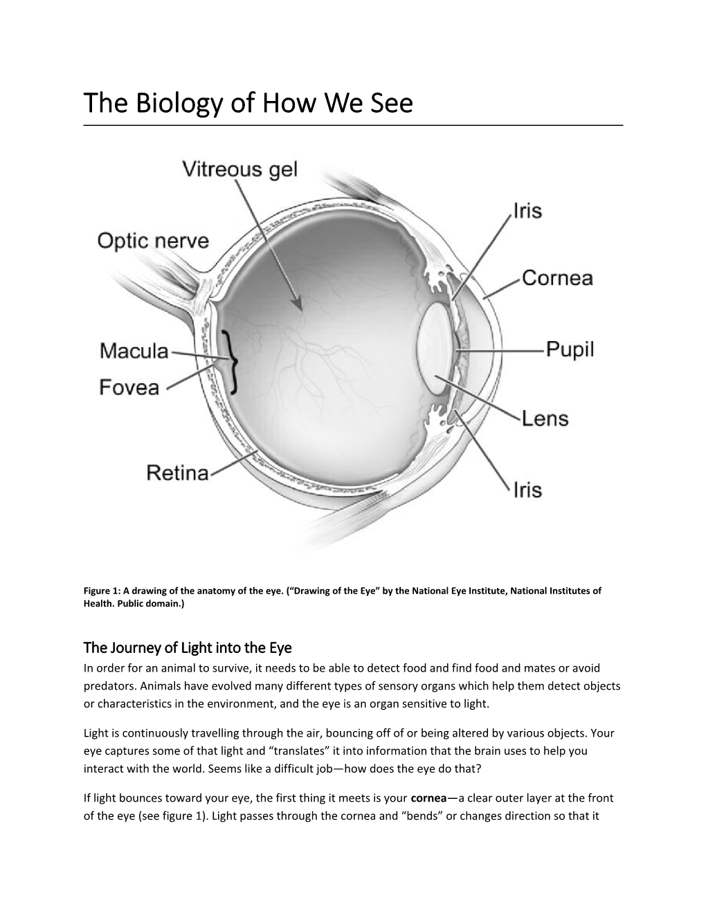 The Biology of How We See