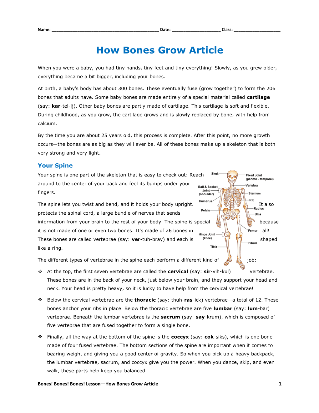 How Bones Grow Article