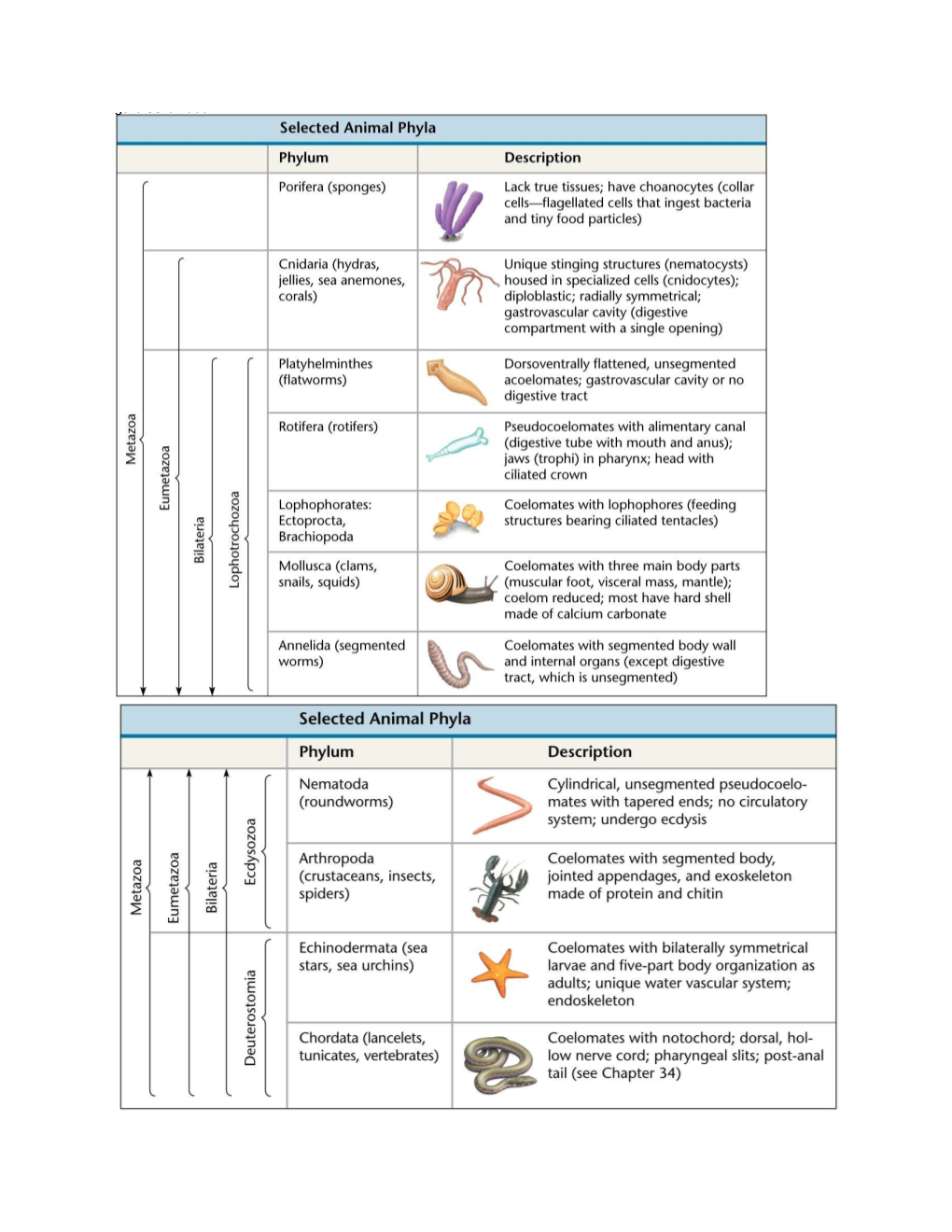 Vertebrates, Jaws, Chondrichthyes, Skeletal Rods, Forebrain, Lateral, Spiral Valve, Cloaca