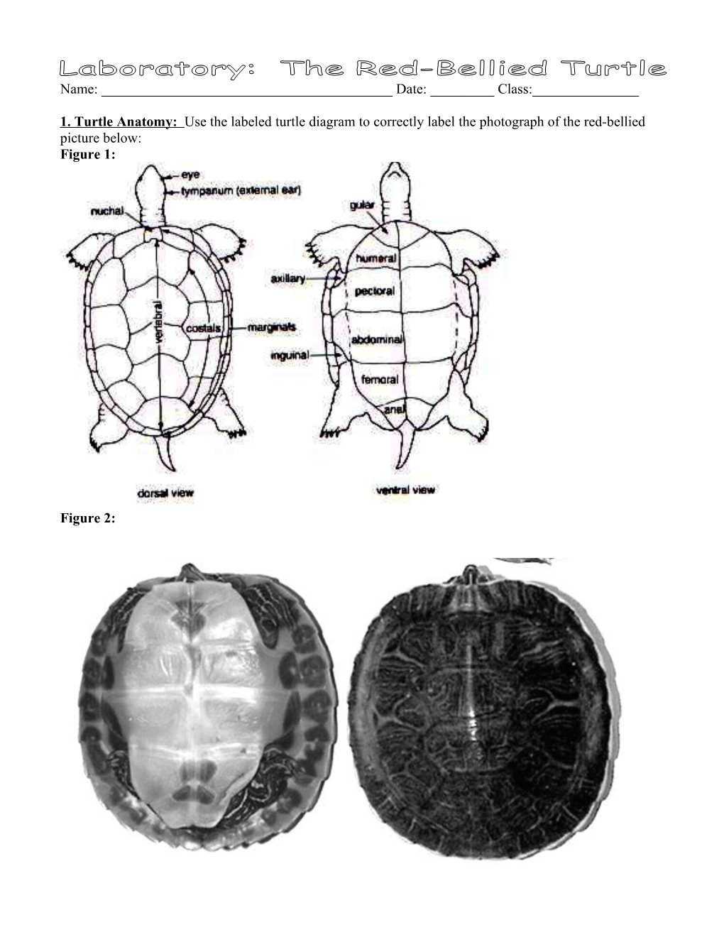 Red-Bellied Turtle