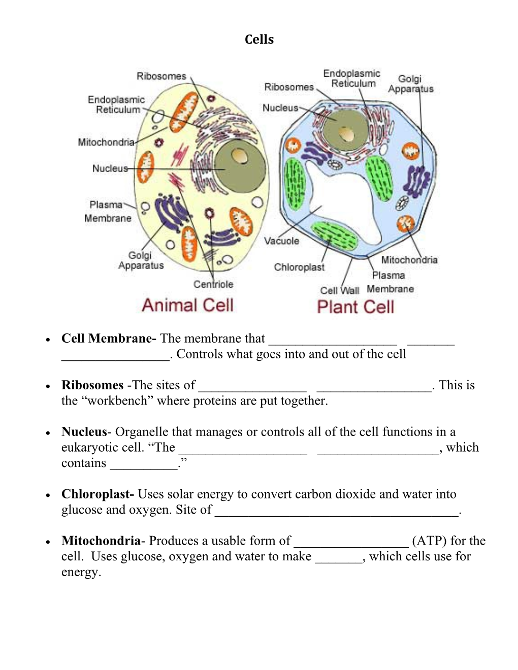 Cell Membrane Structure & Function