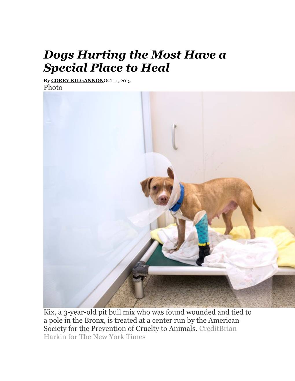 Dogs Hurting the Most Have a Special Place to Heal