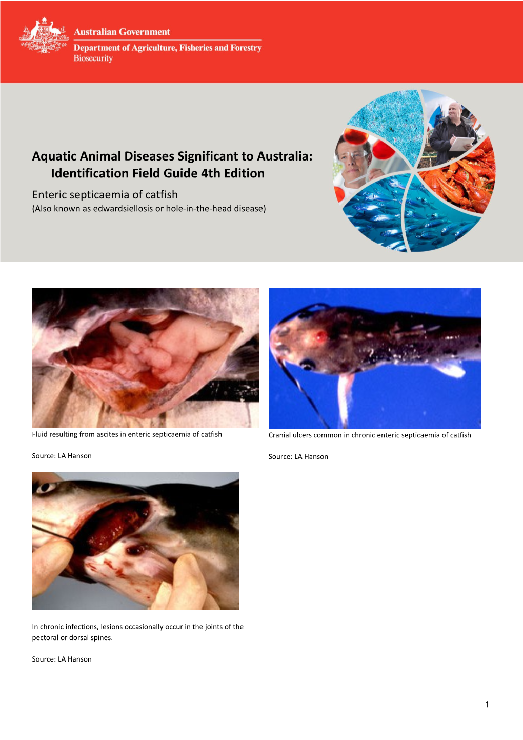 Enteric Septicaemia of Catfish