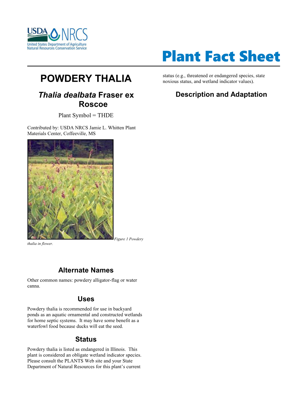 Powdery Thalia (Thalia Dealbata) Plant Fact Sheet Template