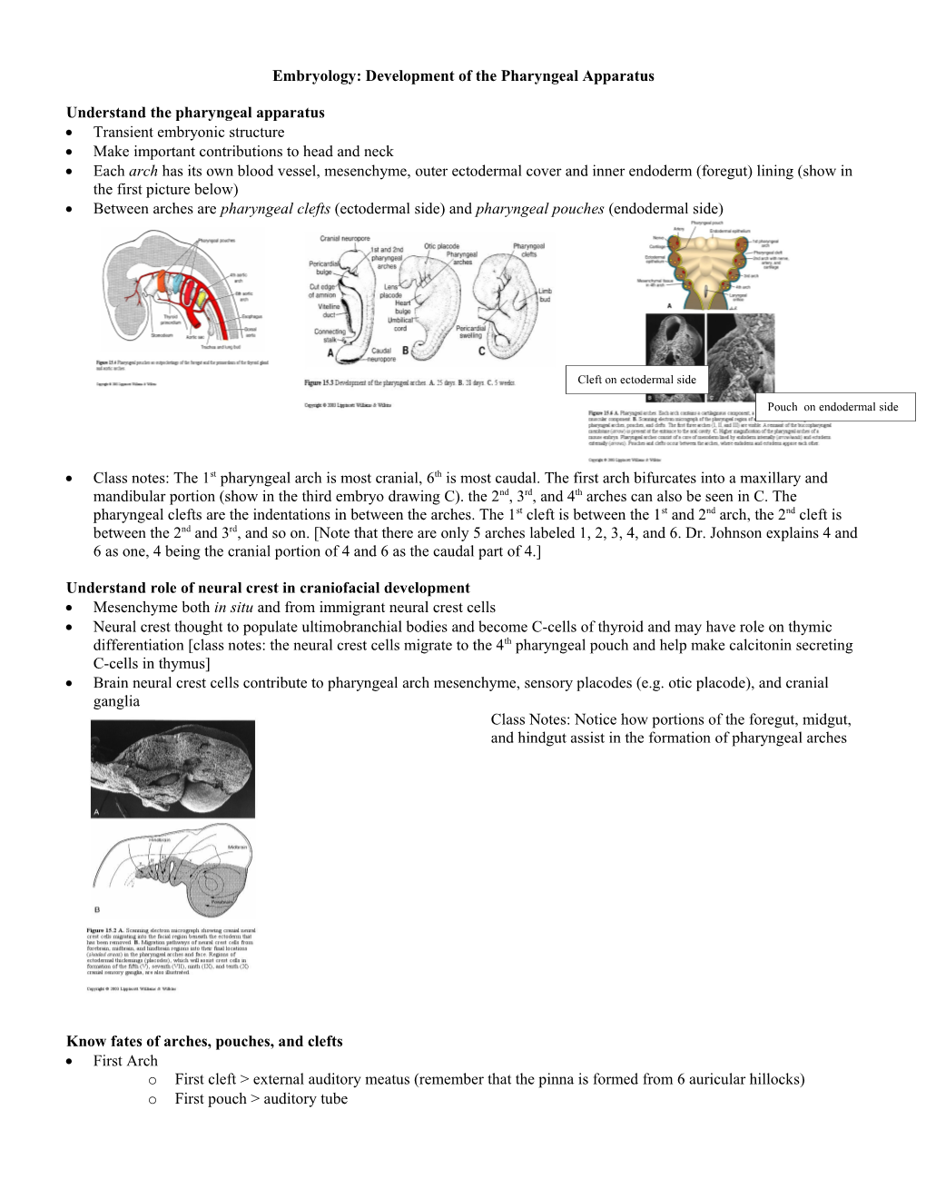 Embryology: Development of the Pharyngeal Apparatus