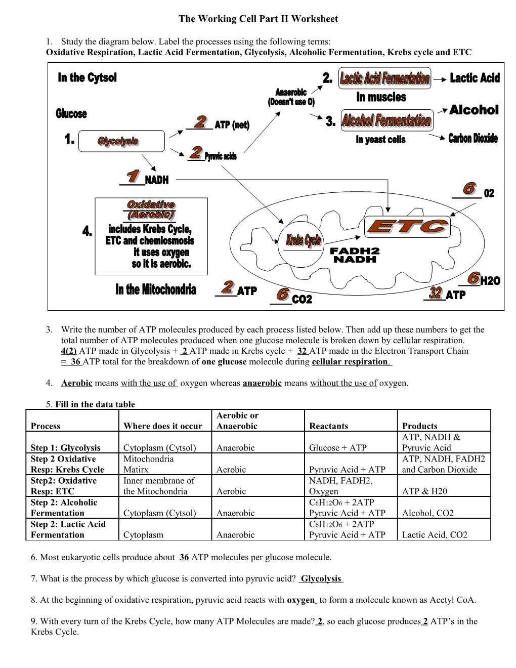 The Working Cell Part II Worksheet