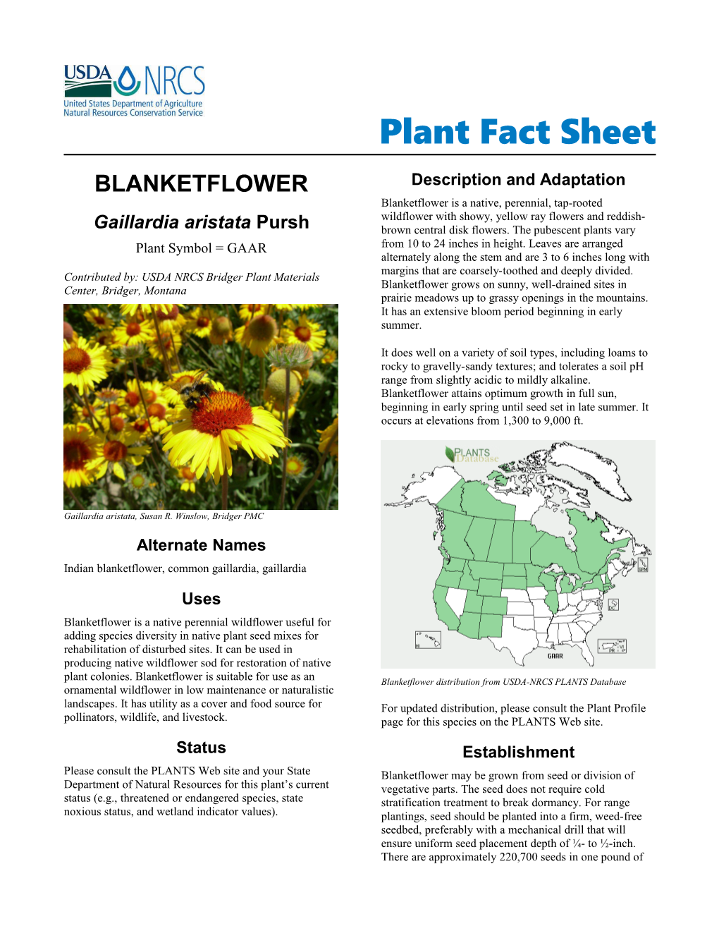 Blanketflower (Gaillardia Aristata) Plant Fact Sheet